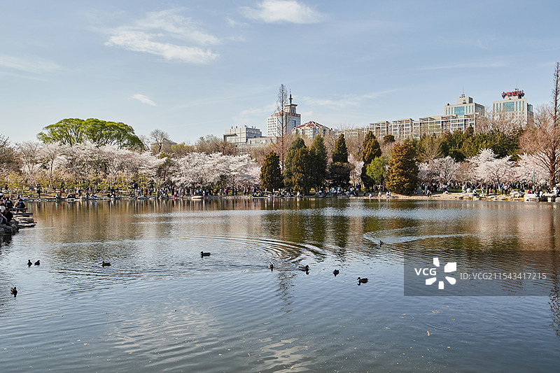春天樱花盛开的北京玉渊潭公园风景图片素材