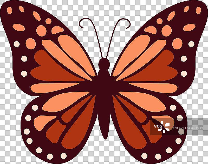 感恩节的秋天蝴蝶图片素材