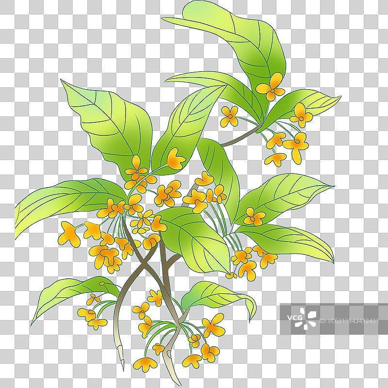 桂花树图片素材