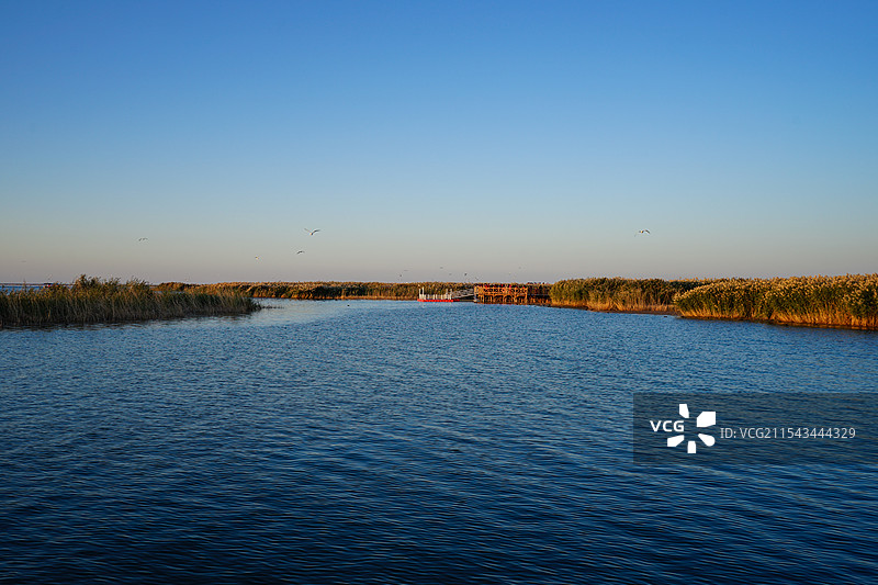 内蒙古额济纳，日出时分，居延海的芦苇荡图片素材