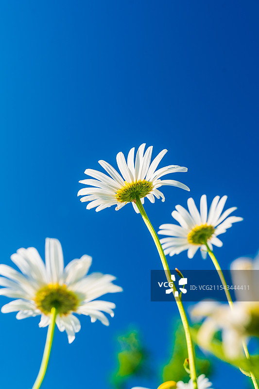 阳光照射下盛开的白色小菊花图片素材