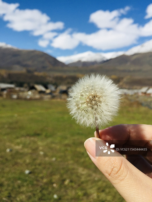 新疆禾木蒲公英图片素材