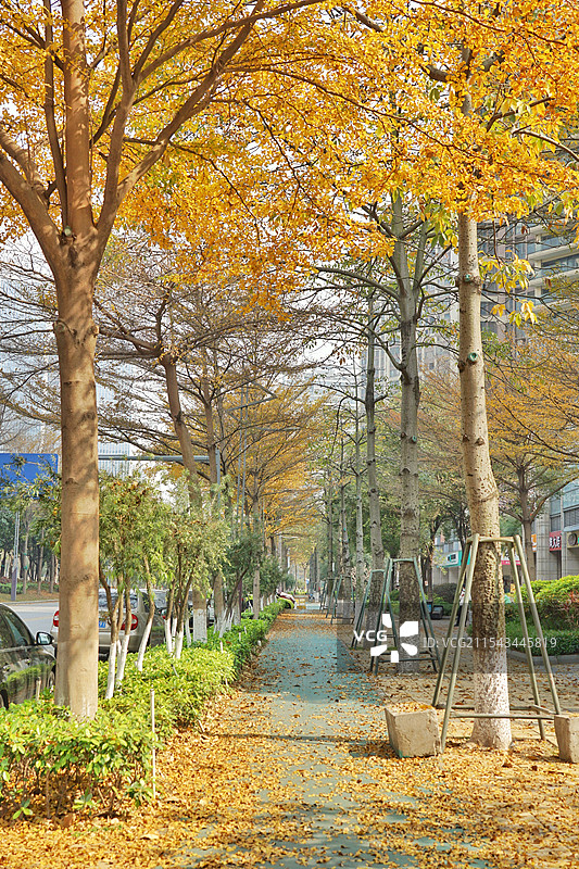 佛山新城，变黄的小叶榄仁与落叶图片素材