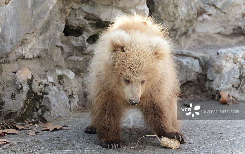 自己找东西吃的小棕熊军军图片素材