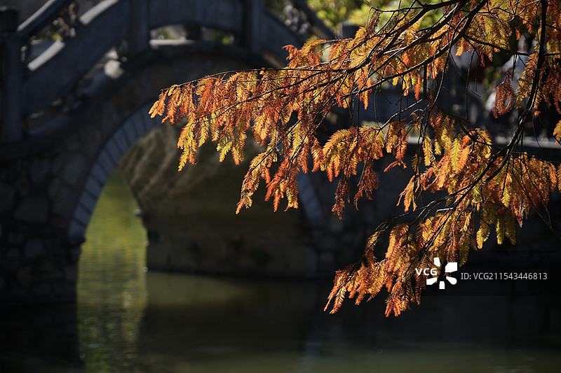 广州华南植物园冬天的红色水杉图片素材
