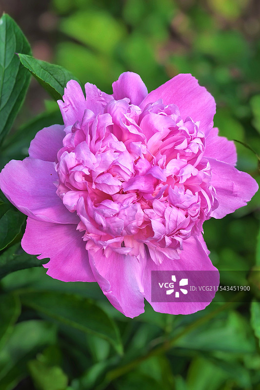 一朵漂亮的芍药花图片素材