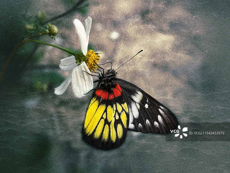 报喜斑粉蝶（Delias pasithoe）图片素材