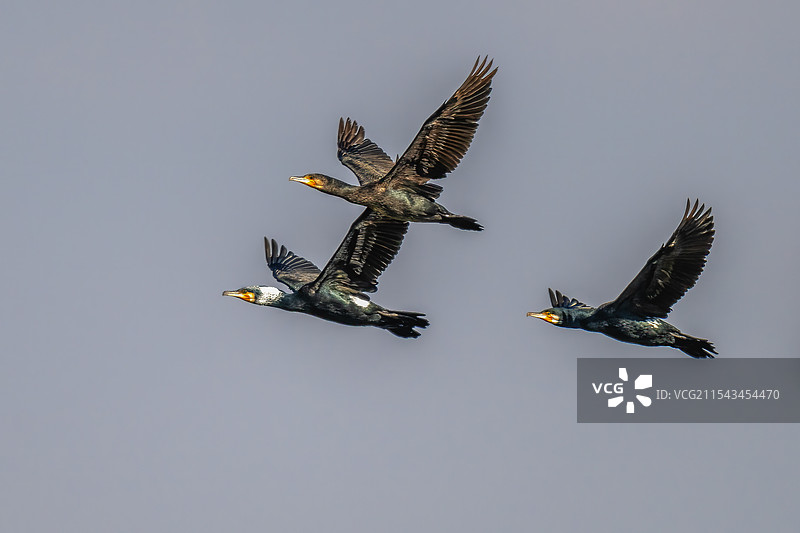 鸬鹚。图片素材