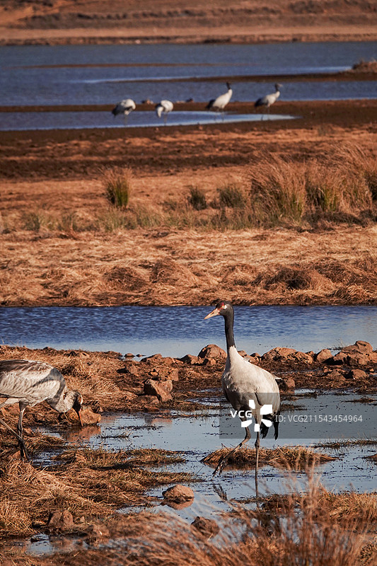 云南昭通大山包黑颈鹤图片素材