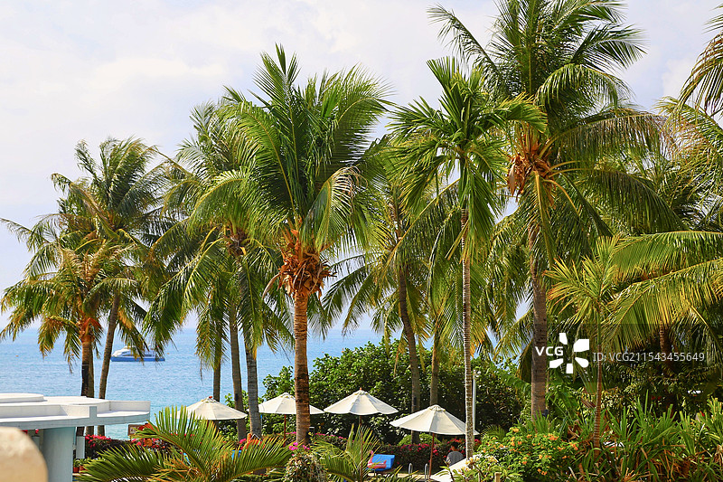 椰树林图片素材