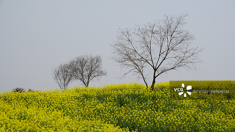 浙江师范大学校园春天油菜花图片素材