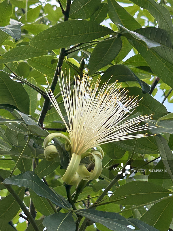 发财树的花朵图片素材