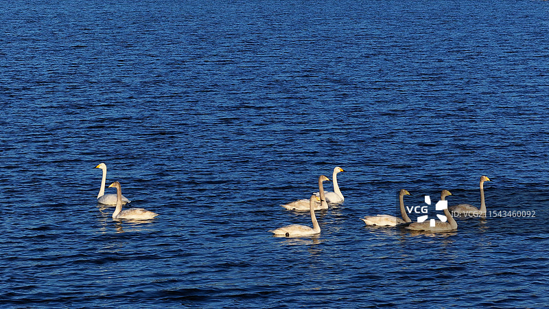 北京怀柔水库冬天日出大天鹅图片素材
