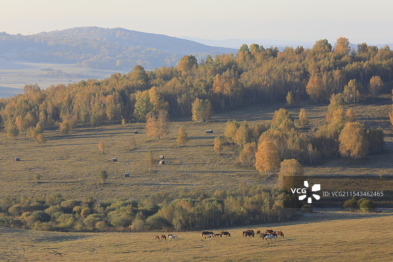 乌兰布统大草原秋色图片素材