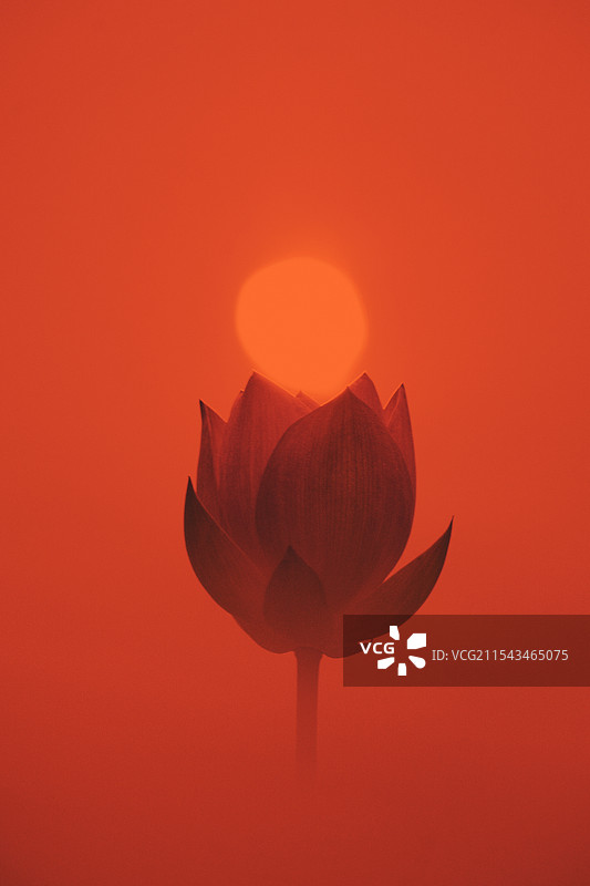 火焰荷花（夏天的清晨，阳光投射在荷塘水面，倒影燃烧了荷花）图片素材