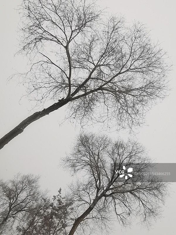 冬季的榆树图片素材