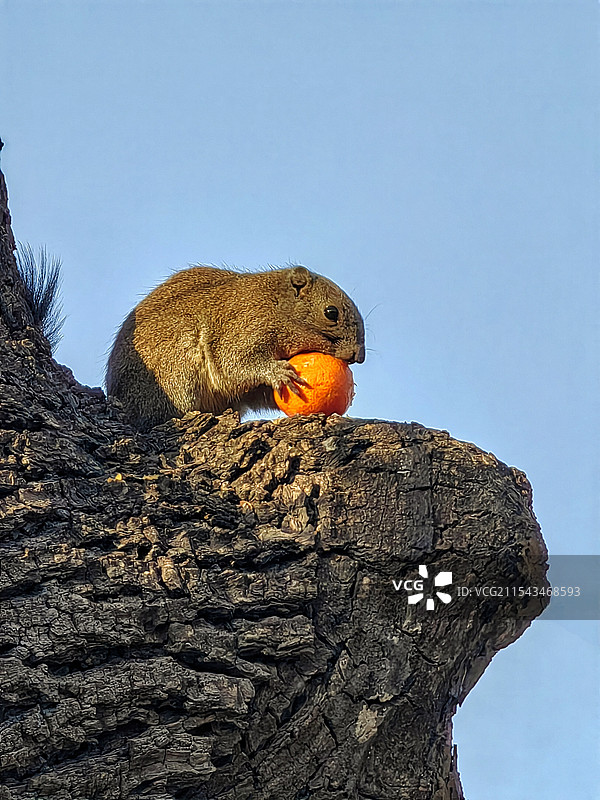 小松鼠吃橘子图片素材
