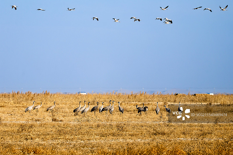 休憩和翱翔的灰鹤图片素材
