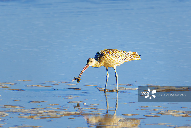 大杓鹬食蟹图片素材