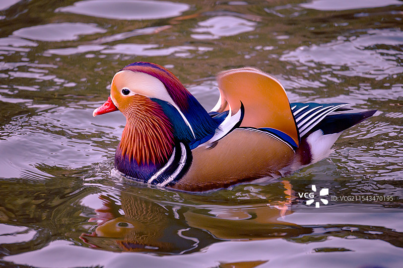 鸳鸯在水中嬉戏图片素材