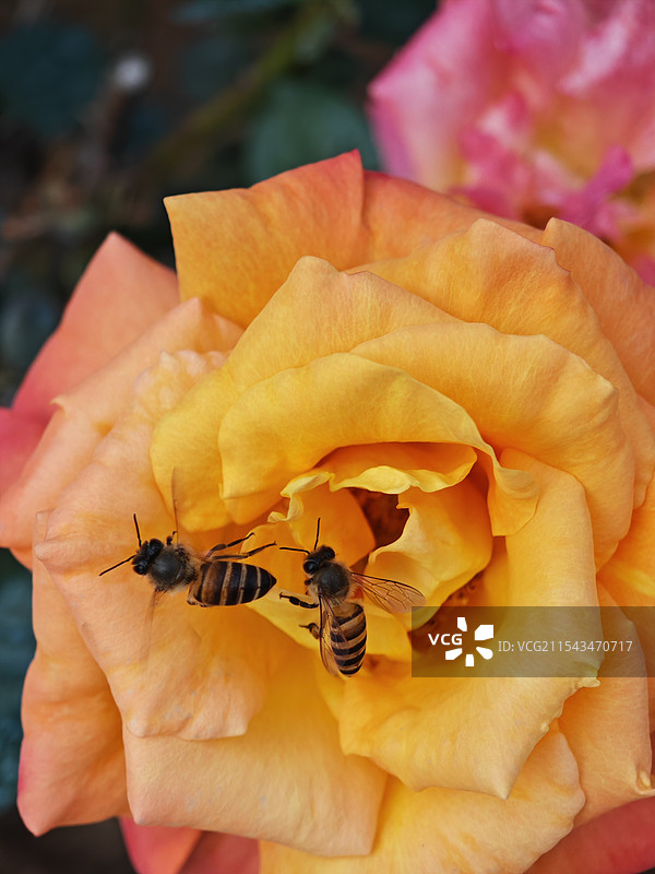 蜜蜂授粉。在广州动物园，有一片月季花海，勤劳的小蜜蜂正在花蕾上忙着。图片素材