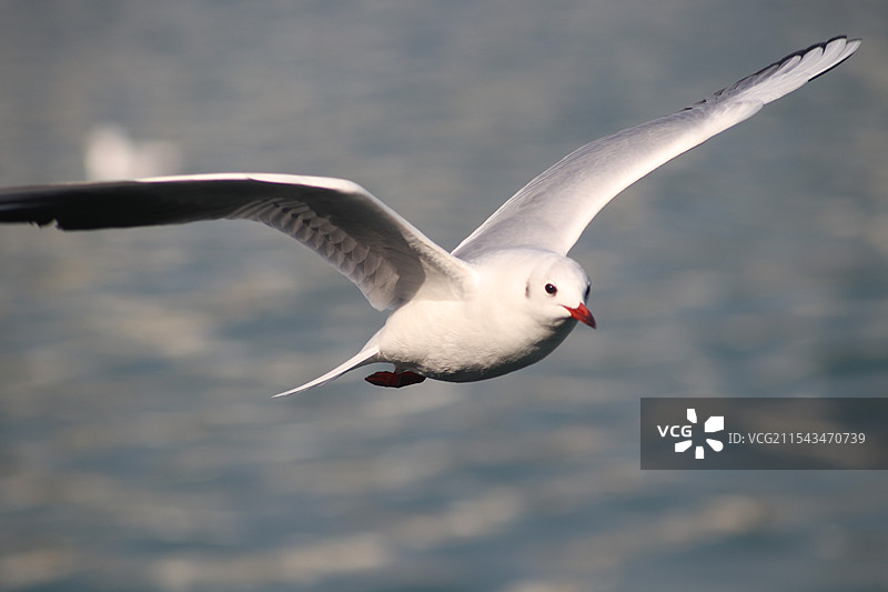 海鸥鸟类飞行姿势图片素材