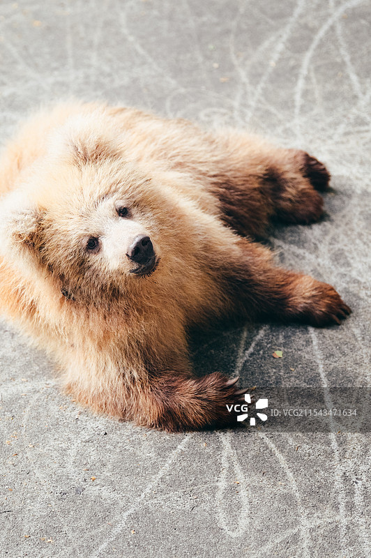 上海动物园的网红棕熊军军图片素材