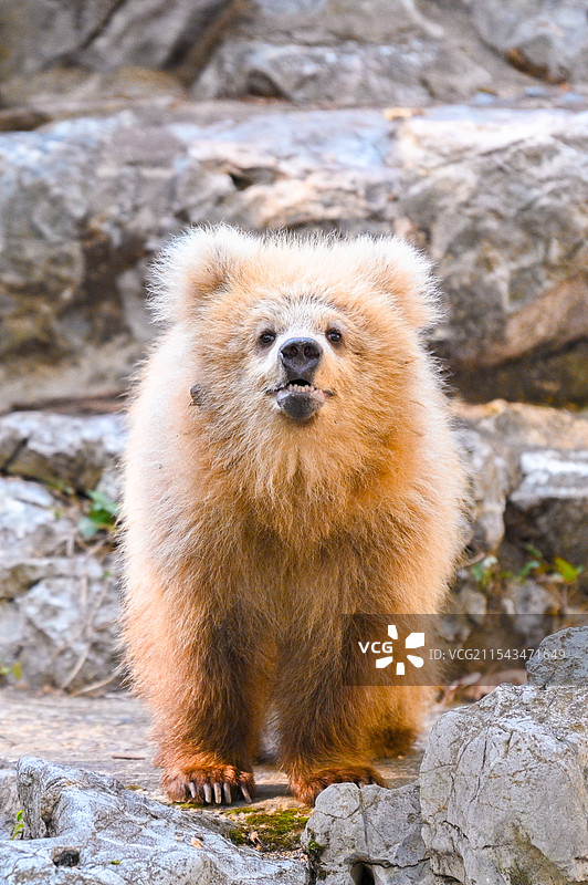 上海动物园的网红棕熊军军图片素材