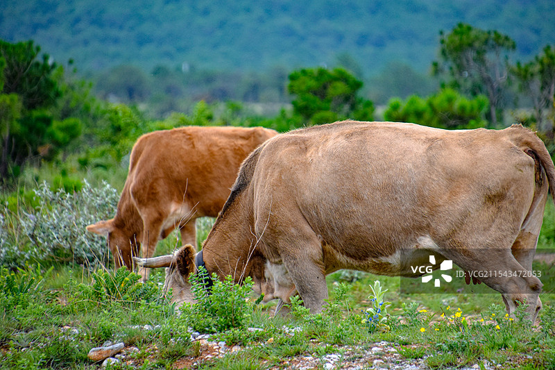 云南丽江东巴谷照片图片素材
