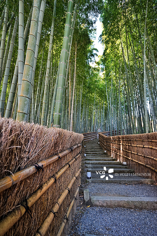 日本京都，岚山，嵯峨野竹林图片素材