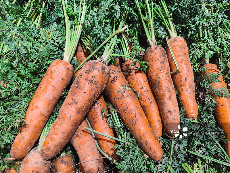 新鲜带泥带叶的胡萝卜图片素材
