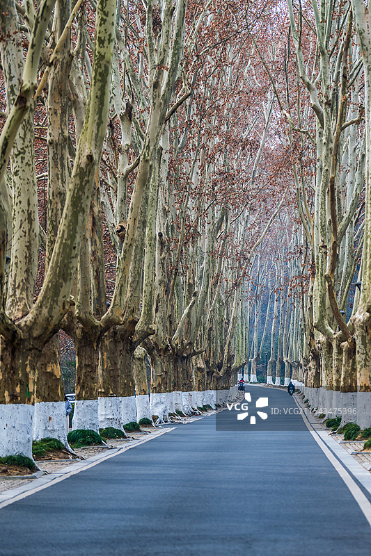 南京中山陵风景区的林荫大道，江苏南京图片素材