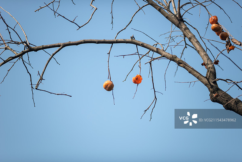 霜降后挂在树枝上的柿子图片素材