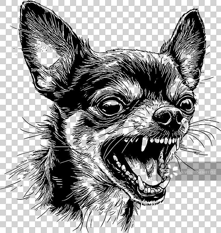 small angry chihuahua图片素材