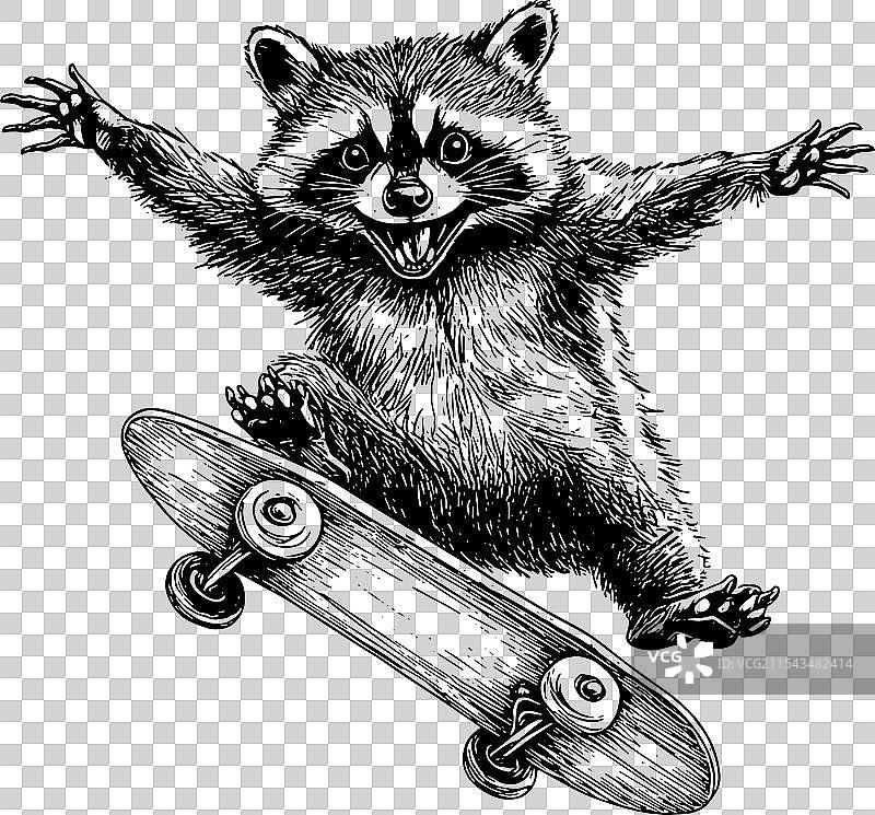 滑板上的浣熊图片素材