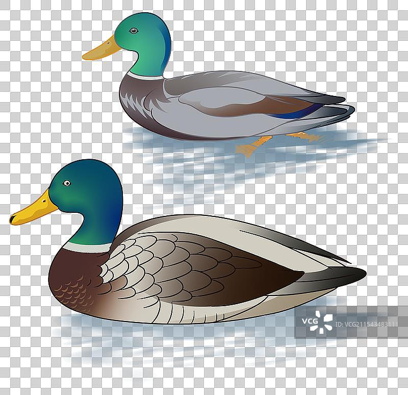 野生动物家禽春江水暖鸭先知春天春季游泳户外野鸭子游玩卡通资讯插画图片素材