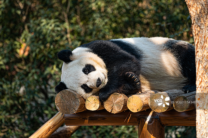 扬州茱萸湾公园的大熊猫图片素材