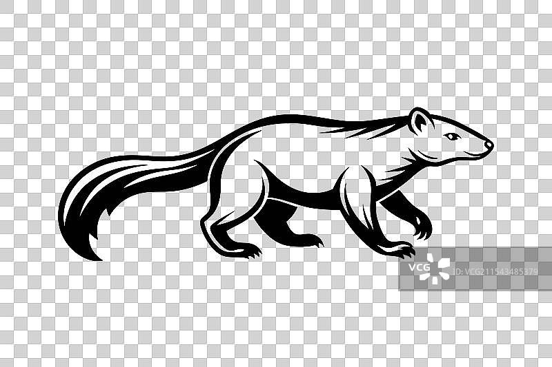 白色背景下的果子狸奔跑图片素材