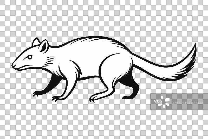 白色背景下的果子狸奔跑图片素材