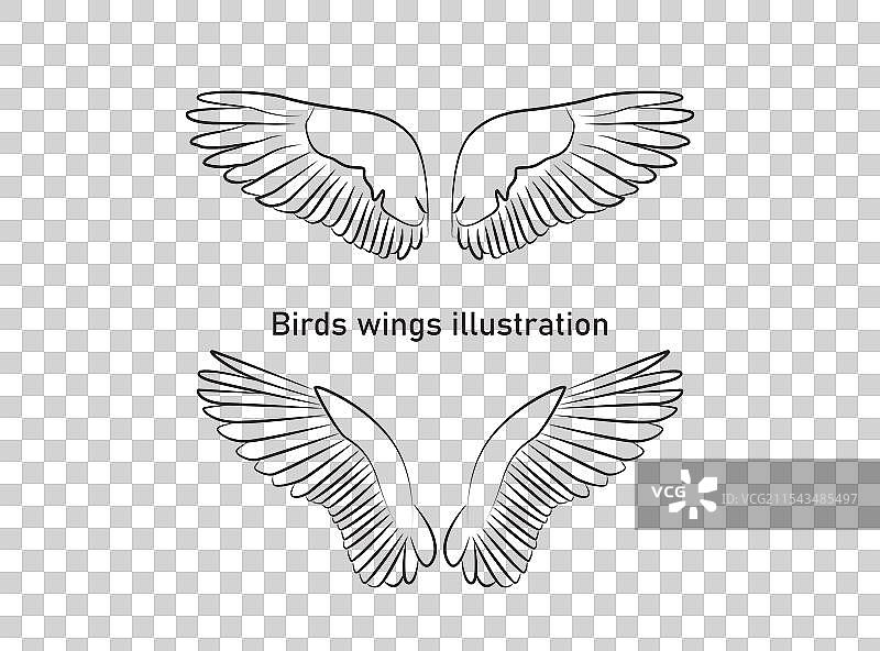 鸟类翅膀收藏套装图片素材