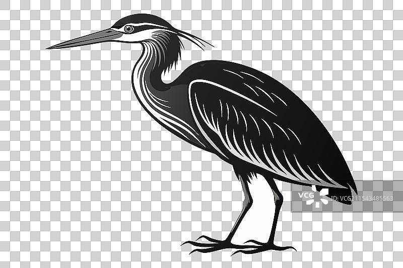 白色背景上的鹭鸟图片素材