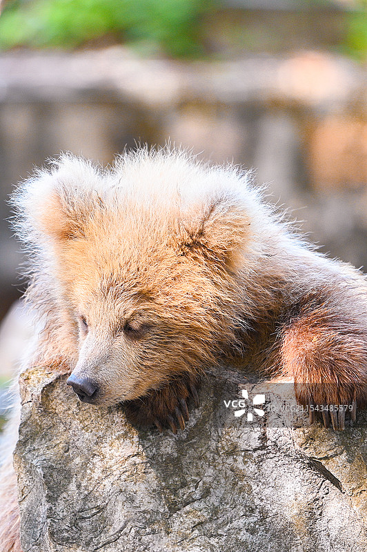 上海动物园的网红棕熊军军图片素材