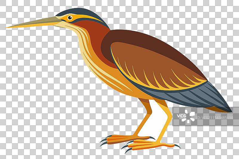 白色背景上的鹭鸟图片素材