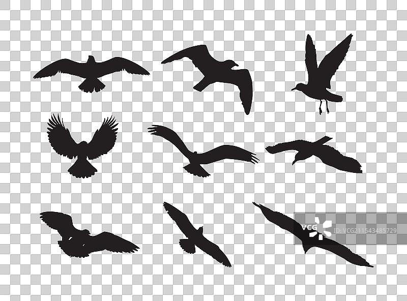 手绘飞鸟剪影套装图片素材