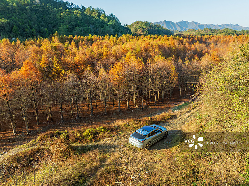 宁国落羽杉林中露营图片素材