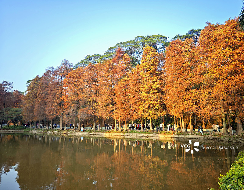 广州市天河公园的落羽杉图片素材