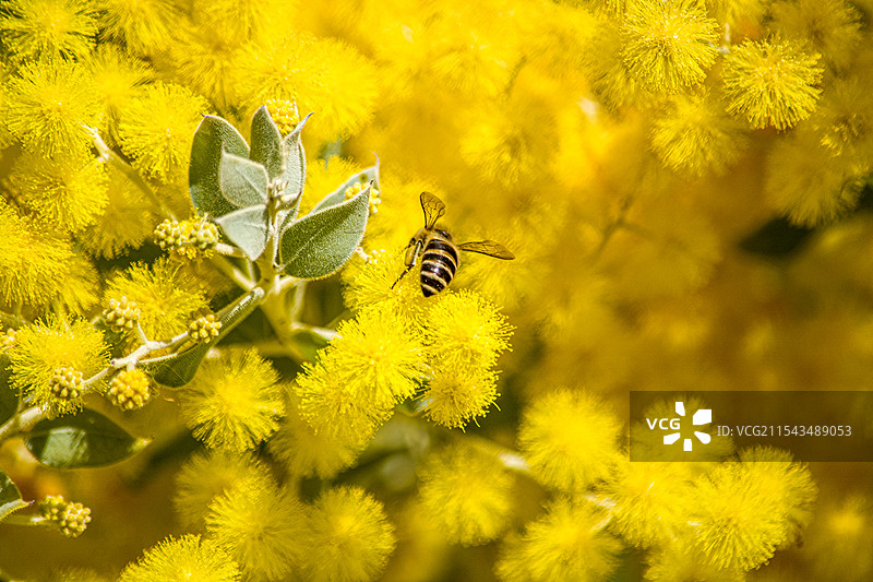 金合欢图片素材