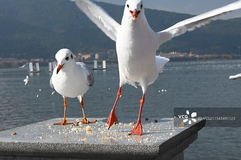 昆明滇池红嘴鸥图片素材