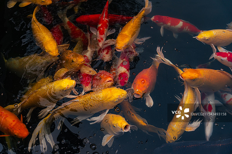 鲤鱼 锦鲤 吉祥图片素材