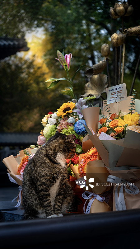 大兴善寺猫猫图片素材
